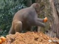 猴子的最新爆料视频大全,最新爆料视频大全揭秘幕后真相