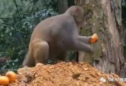猴子的最新爆料视频大全,最新爆料视频大全揭秘幕后真相